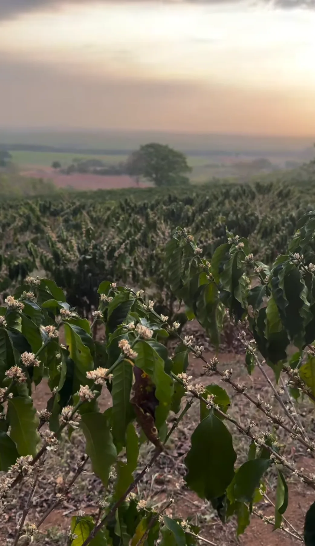 Cafezal florido ao pôr-do-sol na Valim Farms
